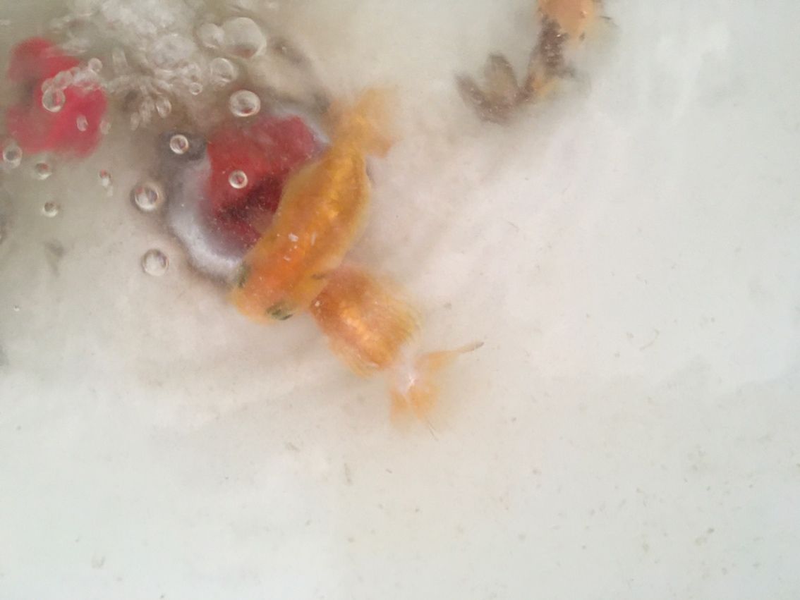 還是盆養好看 還是盆養好看 龍魚論壇 第3張