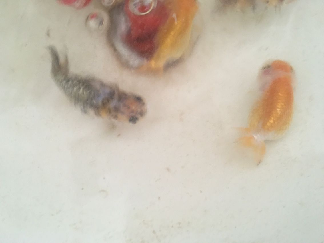 還是盆養好看 還是盆養好看 龍魚論壇 第4張