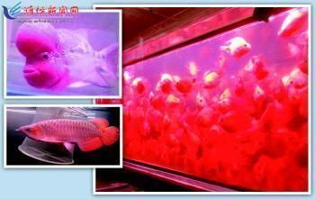 買紅龍魚要注意什么事項和細節呢，如何正確給紅龍魚換水