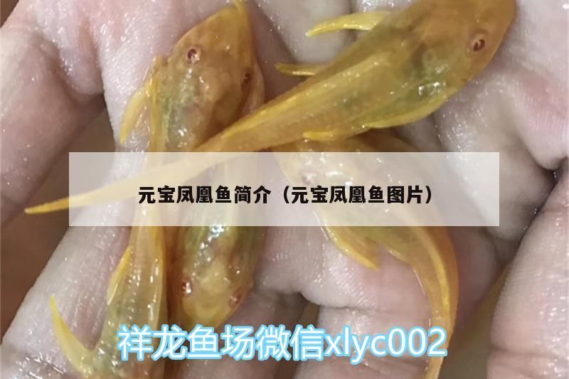 元寶鳳凰魚簡介（元寶鳳凰魚圖片）