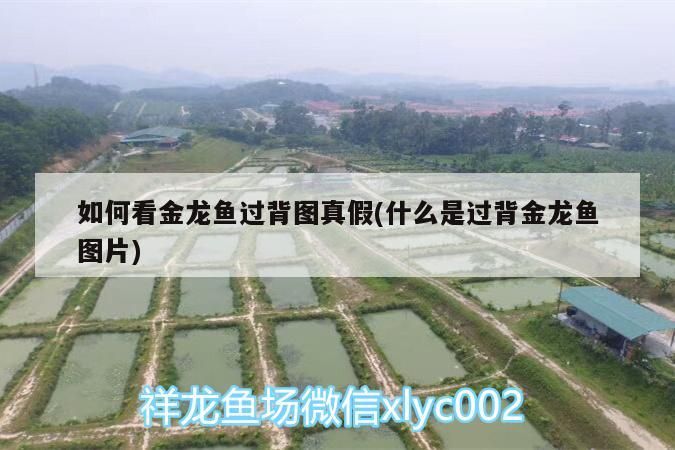 泰虎到家2天了，更新一下=水木清華you，泰虎到家2天了，=水木清華you說漂亮水族館魚友贏在江湖