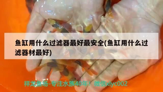 農村河里常見的6種河魚 農村河里常見的6種河魚