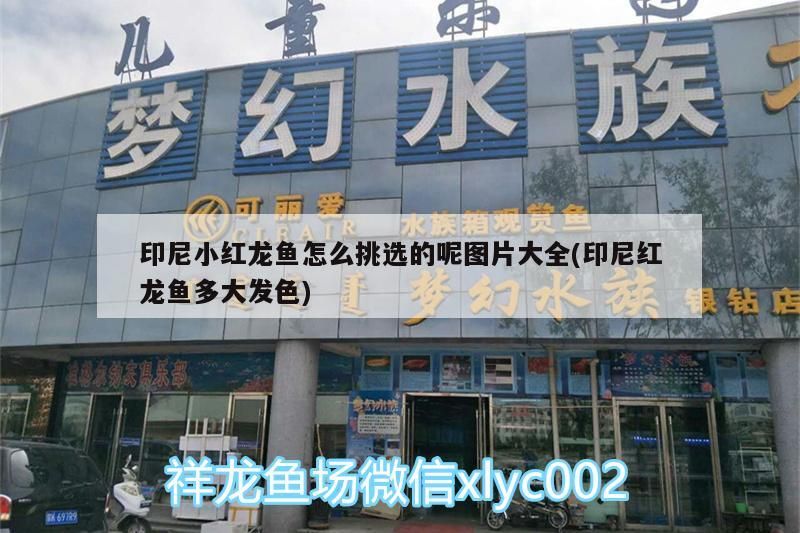 印尼小紅龍魚怎么挑選的呢圖片大全(印尼紅龍魚多大發色) 印尼小紅龍魚怎么挑選的呢圖片大全(印尼紅龍魚多大發色) 紅龍魚百科