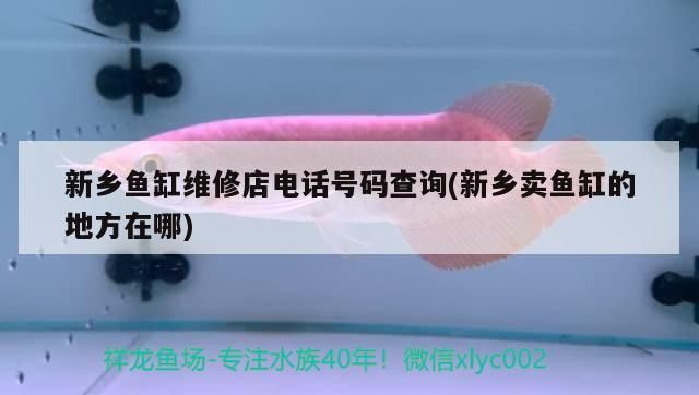 新鄉魚缸維修店電話號碼查詢(新鄉賣魚缸的地方在哪)