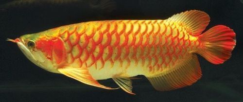 金龍魚換水注意事項詳解：金龍魚換水時需要注意以下幾點