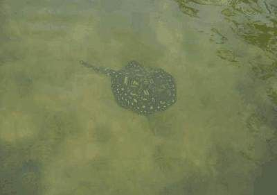 魟魚幾歲可以生產出來了：魟魚幾歲可以生產出來