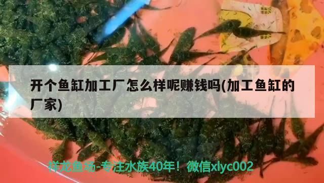 紅龍魚用黃燈烤有用嗎 開個魚缸加工廠怎么樣呢賺錢嗎(加工魚缸的廠家) 九鼎魚缸 開個魚缸加工廠怎么樣呢賺錢嗎(加工魚缸的廠家) 開個魚缸加工廠怎么樣呢賺錢嗎(加工魚缸的廠家) 九鼎魚缸