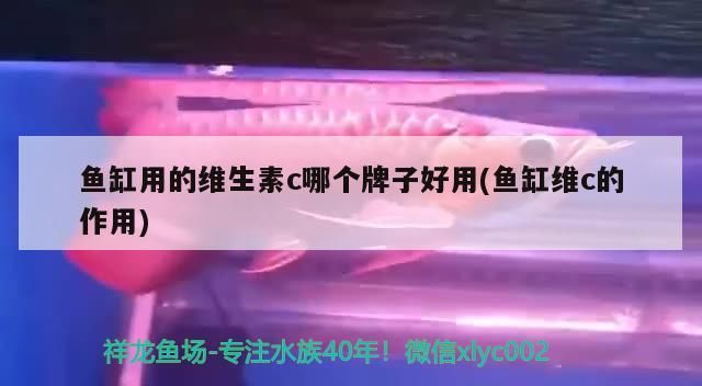 魚缸用的維生素c哪個牌子好用(魚缸維c的作用)