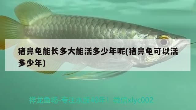 豬鼻龜能長(zhǎng)多大能活多少年呢(豬鼻龜可以活多少年)