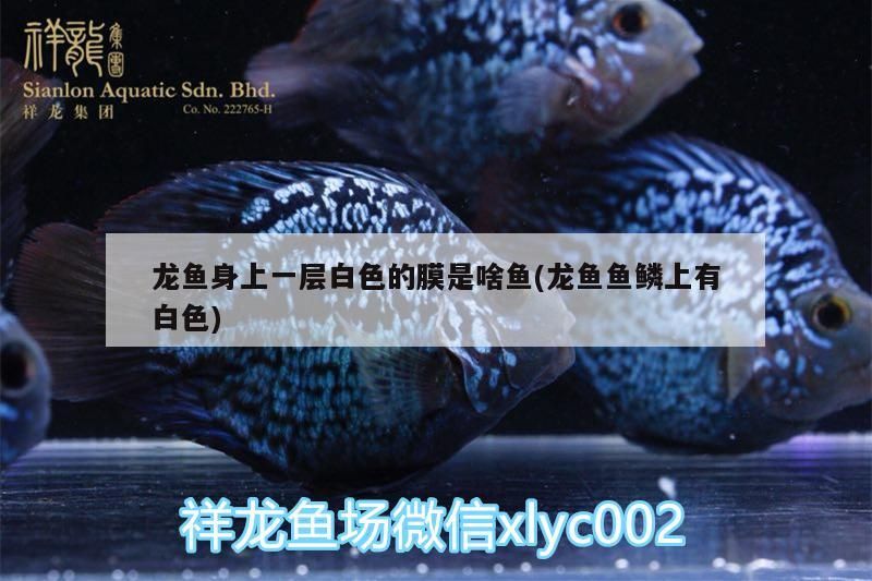 龍魚身上一層白色的膜是啥魚(龍魚魚鱗上有白色)