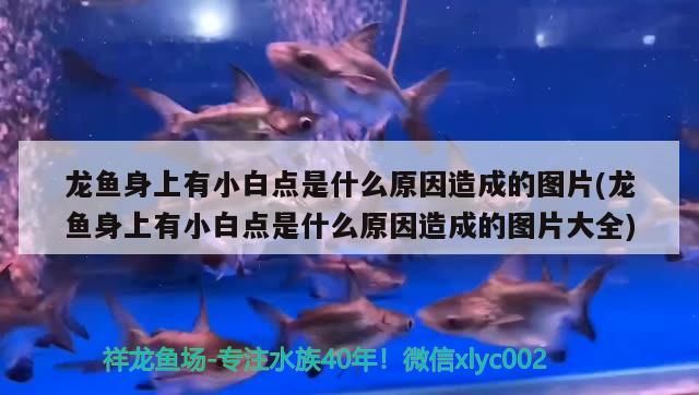金龍魚苗好養(yǎng)嗎怎么養(yǎng)（ 金龍魚苗多久養(yǎng)成大魚）