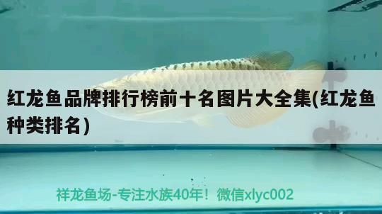 紅龍魚品牌排行榜前十名圖片大全集(紅龍魚種類排名) 紅龍魚品牌排行榜前十名圖片大全集(紅龍魚種類排名) 黃金貓魚百科