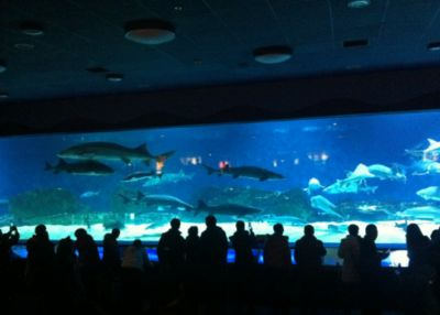 水族館價格表（上海海洋水族館價格表）