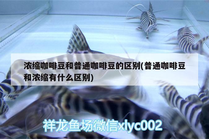 濃縮咖啡豆和普通咖啡豆的區別(普通咖啡豆和濃縮有什么區別)