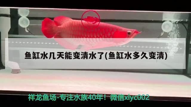 魚(yú)缸水幾天能變清水了(魚(yú)缸水多久變清)