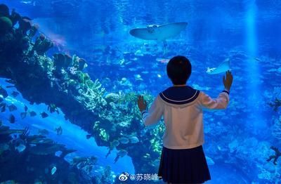 開個水族館怎么樣？：開設一家成功的水族館需要投入大量的資金和精力和精力
