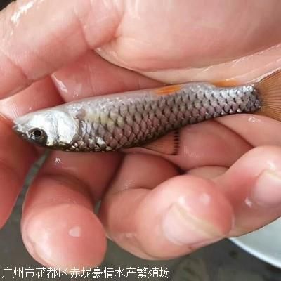 魟魚生長緩慢的表現有哪些：魟魚生長緩慢的表現