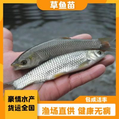 魟魚生長緩慢的表現有哪些：魟魚生長緩慢的表現