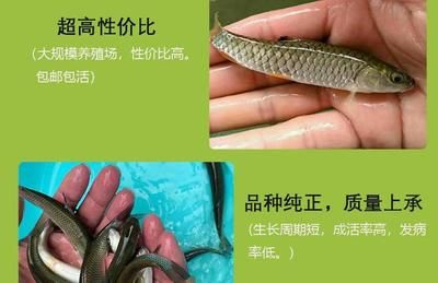 魟魚生長緩慢的表現有哪些：魟魚生長緩慢的表現