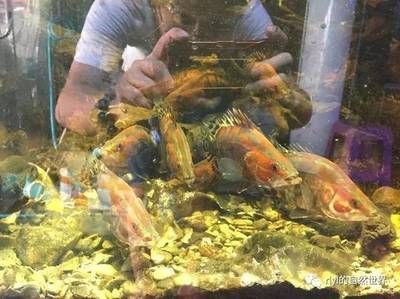 60厘米的魚缸用多厚的玻璃：60厘米寬的魚缸玻璃厚度選擇指南 60厘米的魚缸用多厚的玻璃：60厘米寬的魚缸玻璃厚度選擇指南 魚缸百科 第2張