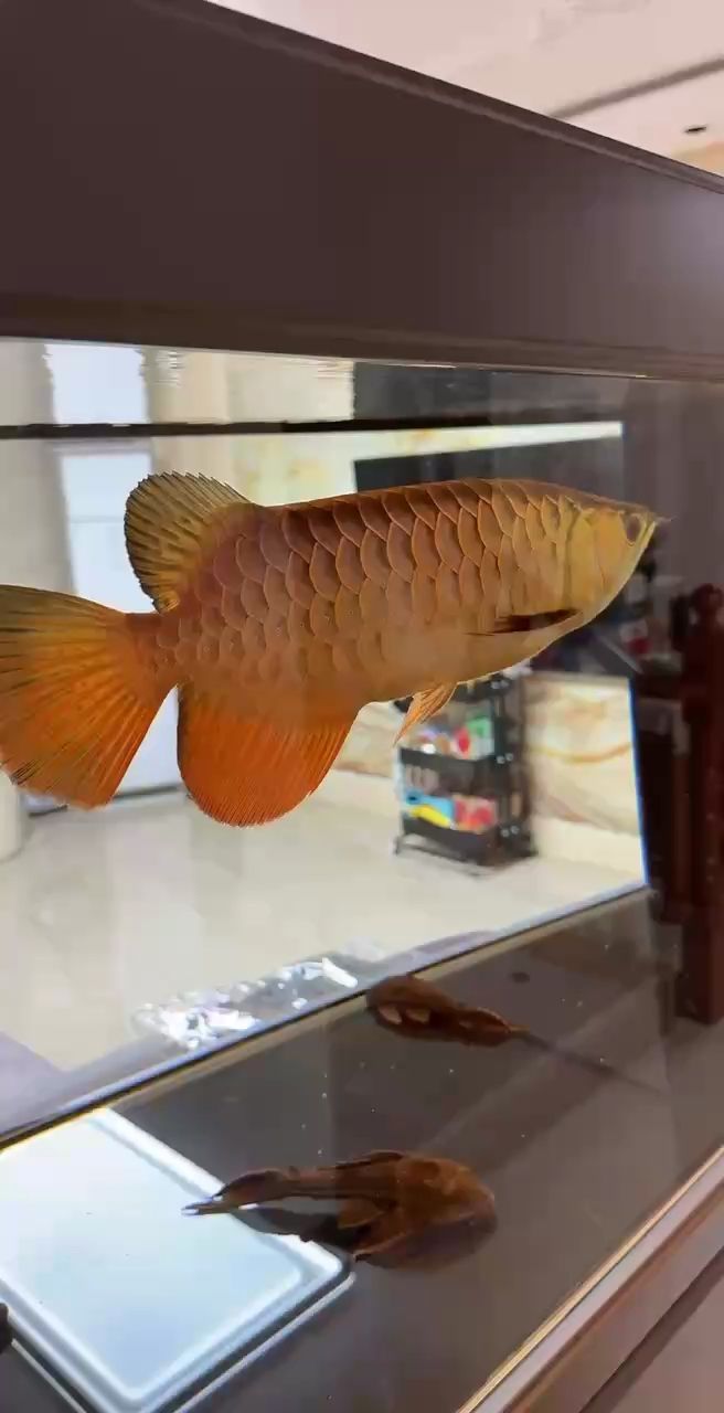 你猜 你猜 龍魚論壇