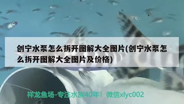 創寧水泵怎么拆開圖解大全圖片(創寧水泵怎么拆開圖解大全圖片及價格)
