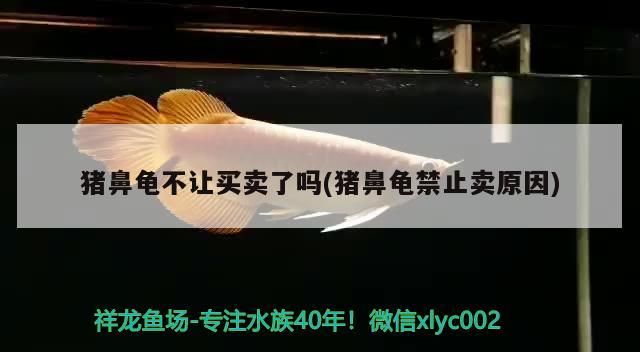 豬鼻龜不讓買賣了嗎(豬鼻龜禁止賣原因) 豬鼻龜不讓買賣了嗎(豬鼻龜禁止賣原因) 豬鼻龜百科