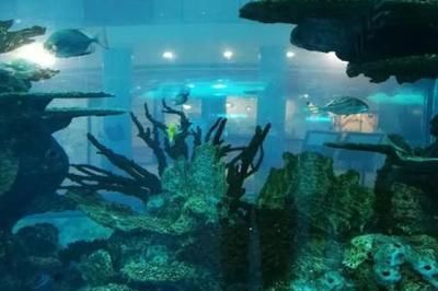 國內水族館推薦（上海海洋水族館親子游玩攻略）