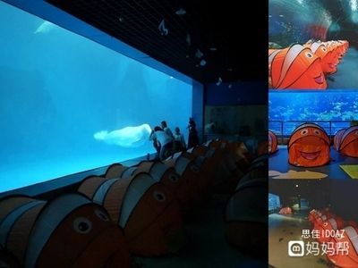 國內水族館推薦（上海海洋水族館親子游玩攻略）