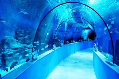 國內水族館推薦（上海海洋水族館親子游玩攻略）