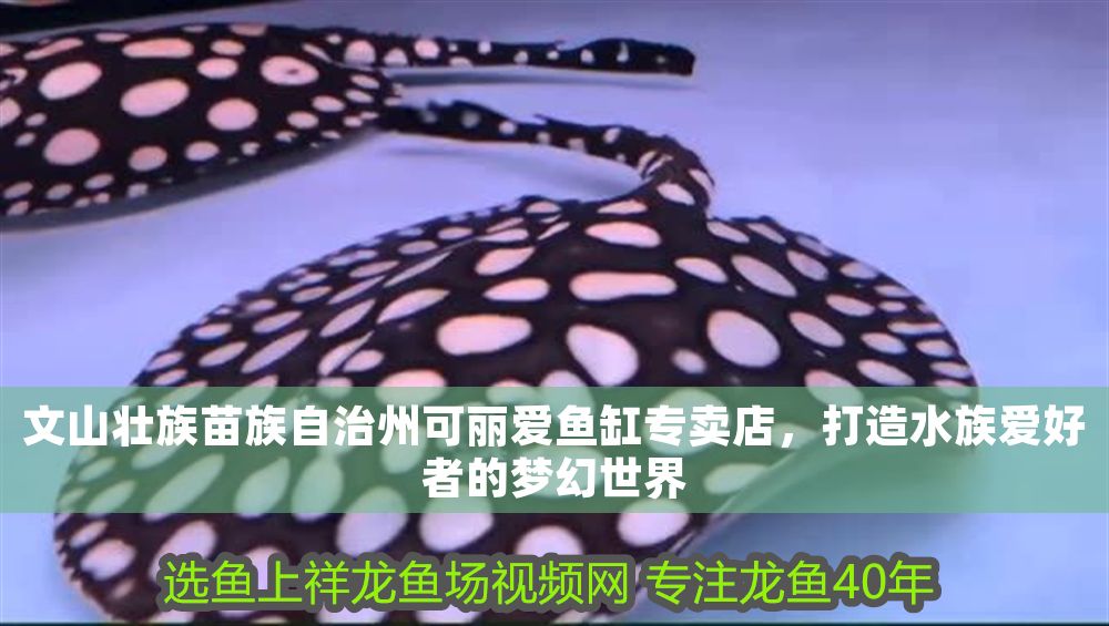 文山壯族苗族自治州可麗愛魚缸專賣店，打造水族愛好者的夢幻世界
