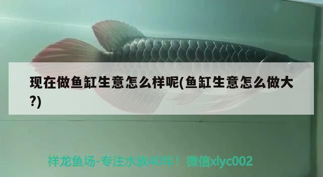 現在做魚缸生意怎么樣呢(魚缸生意怎么做大?)