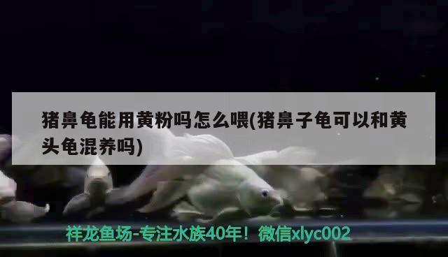 豬鼻龜能用黃粉嗎怎么喂(豬鼻子龜可以和黃頭龜混養(yǎng)嗎)