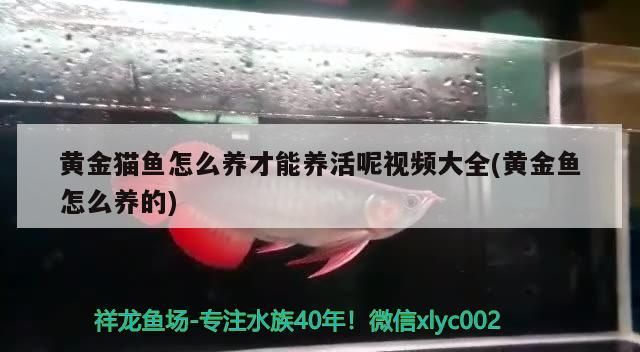 黃金貓魚怎么養才能養活呢視頻大全(黃金魚怎么養的)