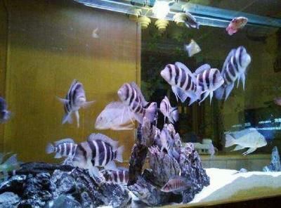 40魚缸能養什么魚：40厘米的魚缸適合養什么魚？