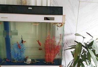 40魚缸能養什么魚：40厘米的魚缸適合養什么魚？