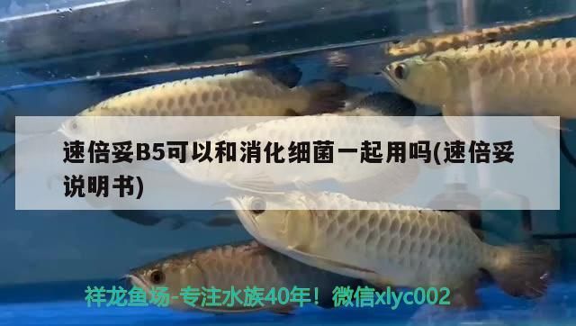 速倍妥B5可以和消化細菌一起用嗎(速倍妥說明書)