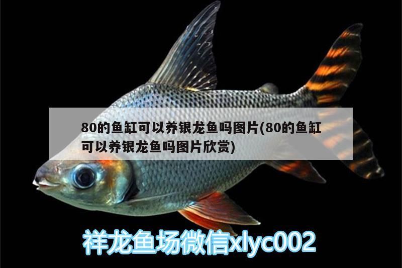 成年金龍魚(yú)多少錢(qián)一條圖片(成年金龍魚(yú)價(jià)格)