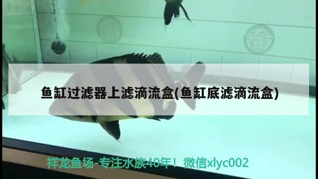 魚缸過濾器上濾滴流盒(魚缸底濾滴流盒)
