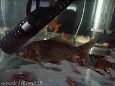 龍魚得了立鱗病怎么辦啊vs祥龍魚場：如何預防龍魚立鱗病 龍魚得了立鱗病怎么辦啊vs祥龍魚場：如何預防龍魚立鱗病 vs祥龍魚場 第1張