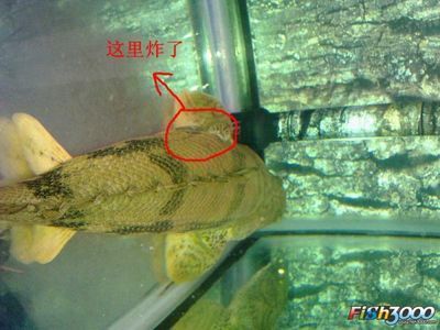 龍魚得了立鱗病怎么辦啊vs祥龍魚場：如何預防龍魚立鱗病 龍魚得了立鱗病怎么辦啊vs祥龍魚場：如何預防龍魚立鱗病 vs祥龍魚場 第2張