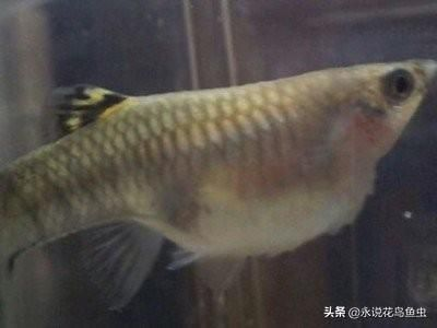 龍魚得了立鱗病怎么辦啊vs祥龍魚場：如何預防龍魚立鱗病 龍魚得了立鱗病怎么辦啊vs祥龍魚場：如何預防龍魚立鱗病 vs祥龍魚場 第4張