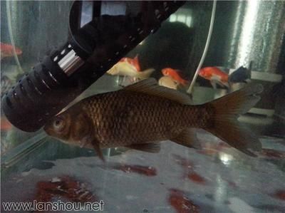龍魚得了立鱗病怎么辦啊vs祥龍魚場：如何預防龍魚立鱗病 龍魚得了立鱗病怎么辦啊vs祥龍魚場：如何預防龍魚立鱗病 vs祥龍魚場 第5張