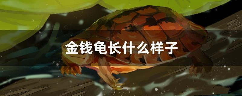 金錢龜長什么樣子
