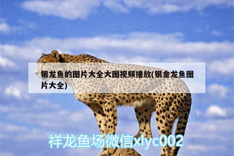 銀龍魚的圖片大全大圖視頻播放(銀金龍魚圖片大全)
