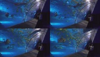 水族館是賣什么的啊視頻（水族館主要展示各種海洋生物）