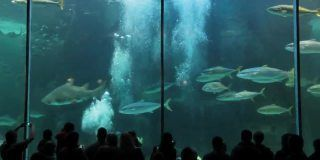 水族館是賣什么的啊視頻（水族館主要展示各種海洋生物）