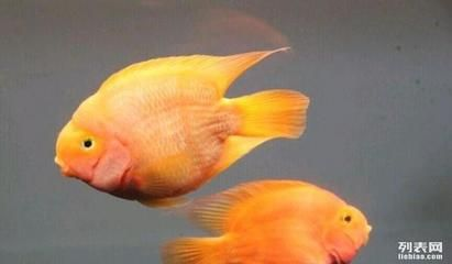 虎魚和鸚鵡魚打架嗎：虎魚和鸚鵡魚會(huì)發(fā)生打架嗎