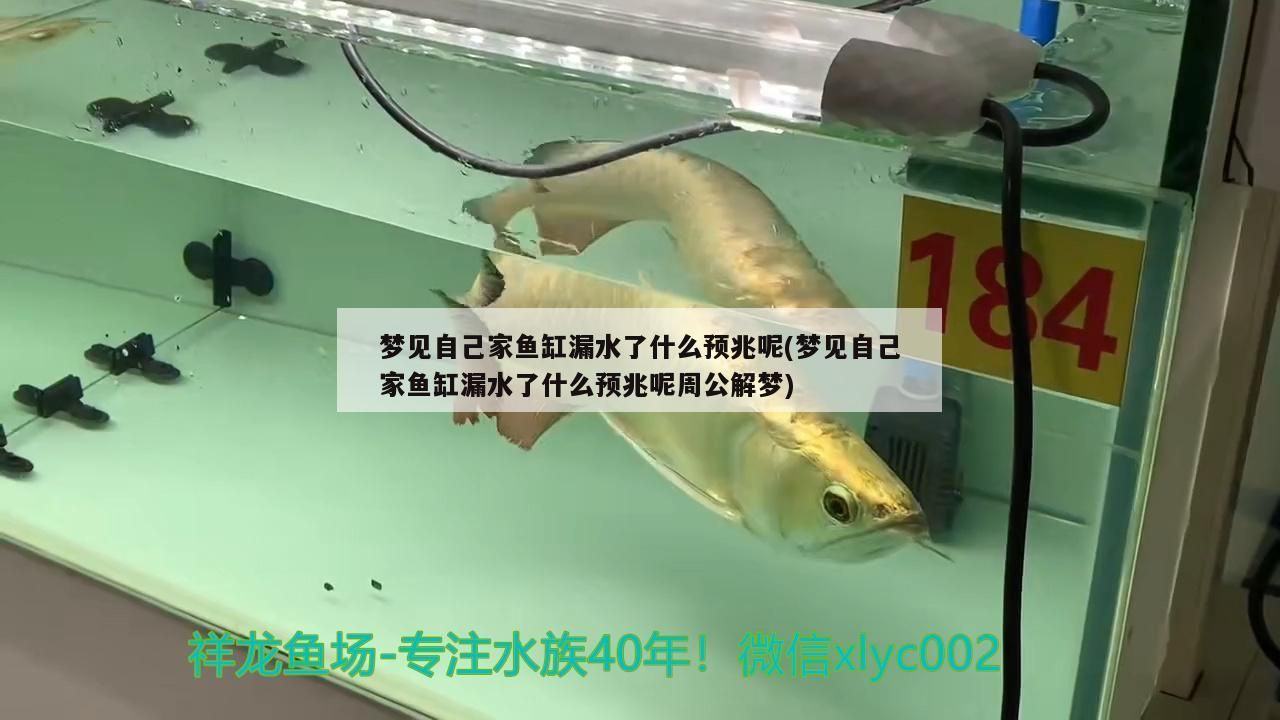 夢見自己家魚缸漏水了什么預兆呢(夢見自己家魚缸漏水了什么預兆呢周公解夢)