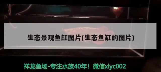 沈陽賣魚缸的市場有哪些地方啊：沈陽賣魚缸的市場有哪些地方啊多少錢